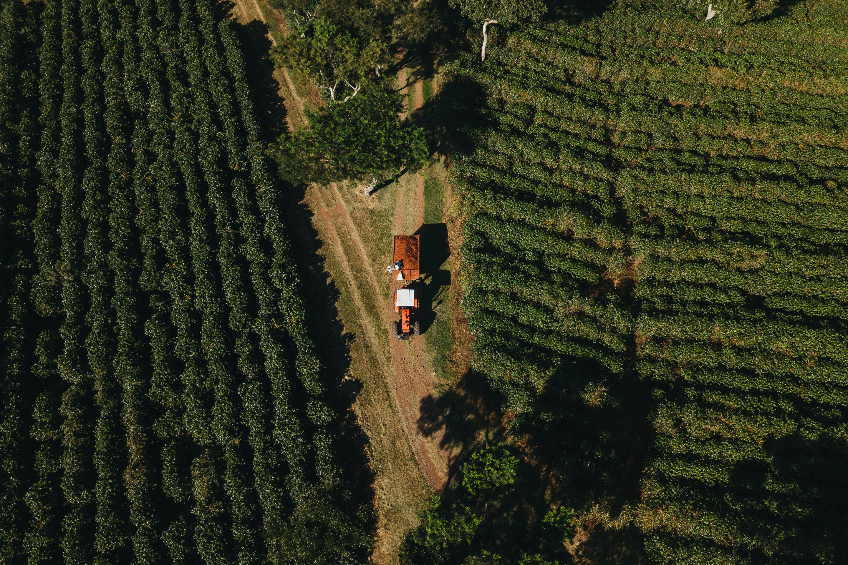 Aerial view of Café Britt coffee plantation in Costa Rica with sustainable coffee farming practices.