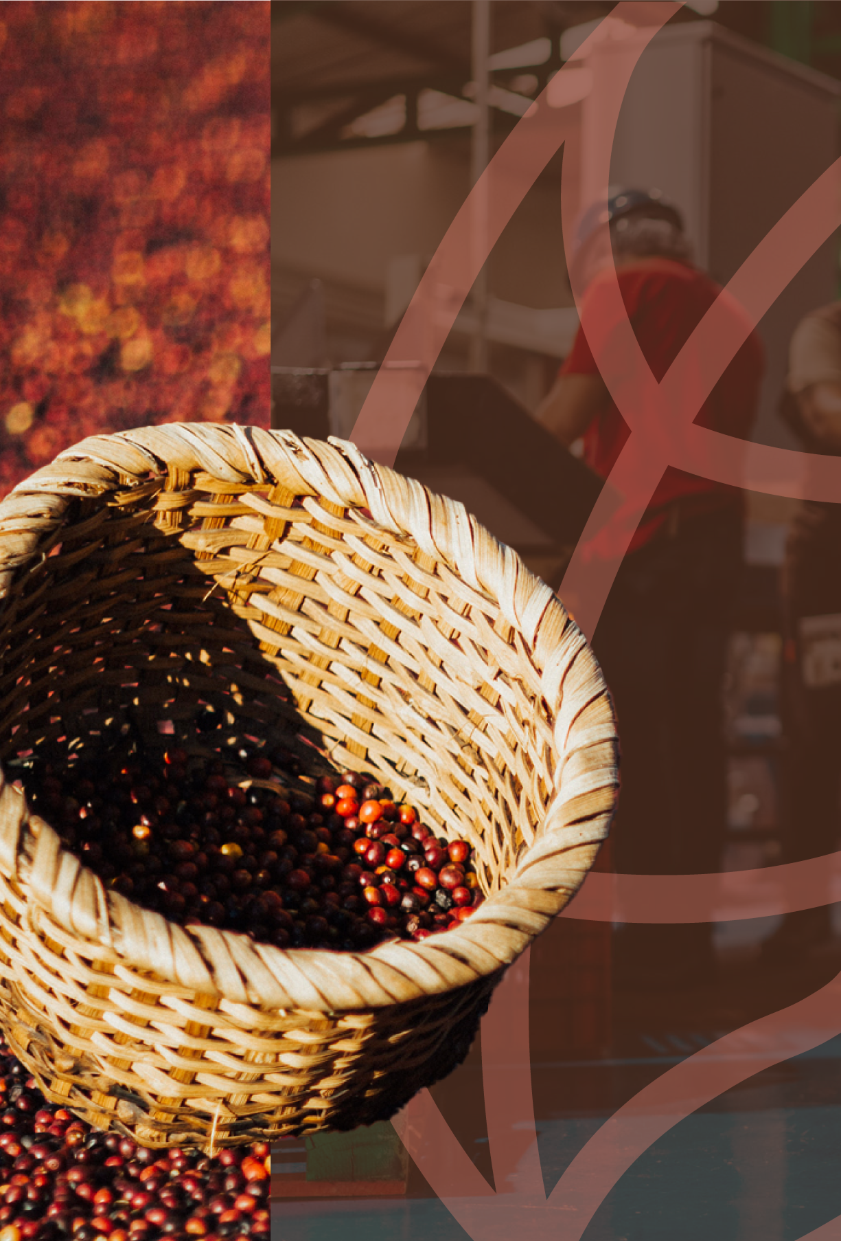 Harvesting basket with coffee beans