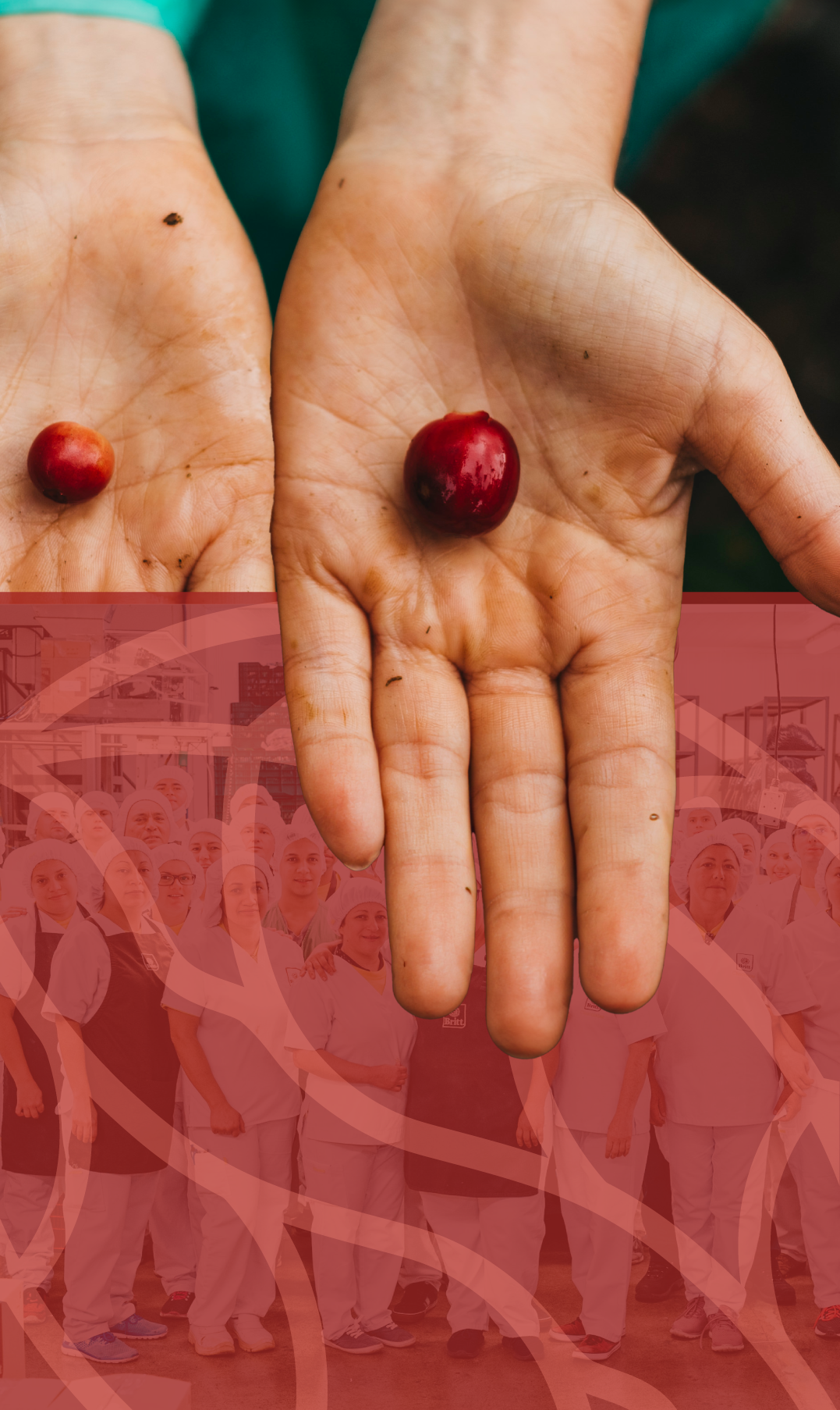A hand with a coffee bean freshly harvested